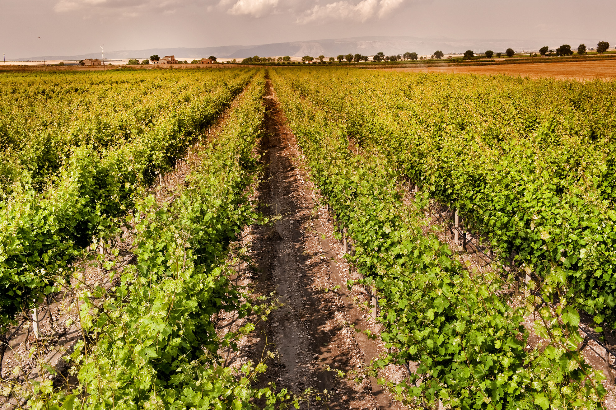 claudio-brufola-italian-wine-corporate-photographer-photographer-in-rome-vino-pugliese-wine-in-italy-best-italian-wine-puglia-vacanza-holidays-in-irtaly-landscape-of-italy_052